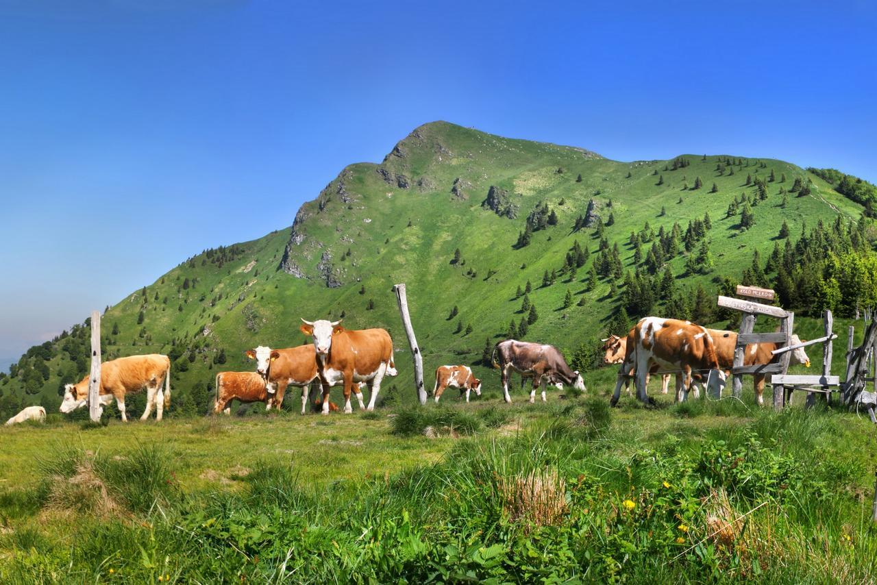 Alpska perla Apartments Cerkno Bagian luar foto